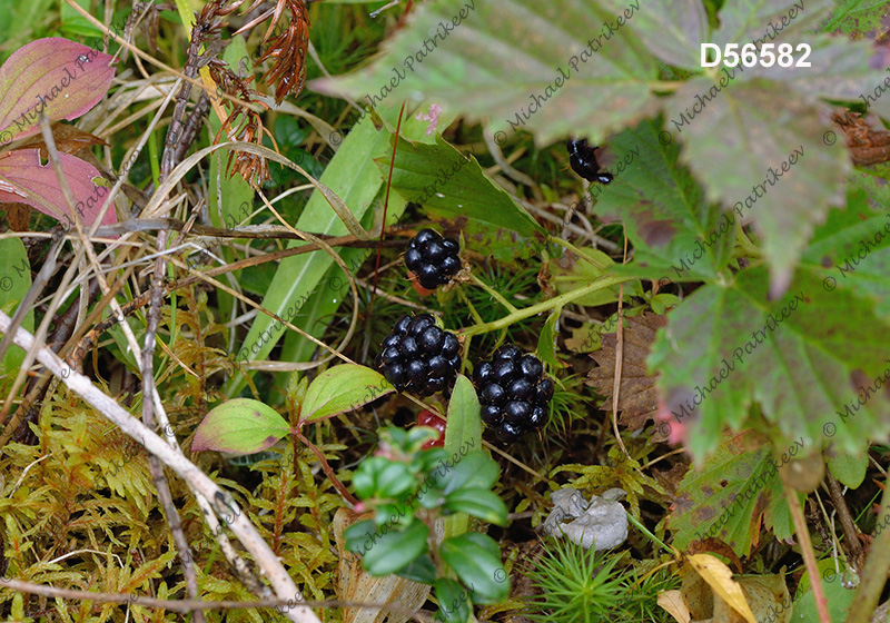 Northern Dewberry (Rubus flagellaris)